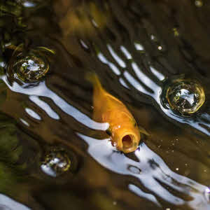 Stabiliseert de pH-waarde van het vijverwater