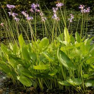 Thalia of Thalia dealbata