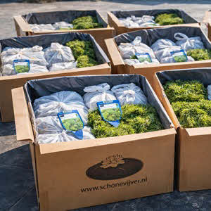 Vijverplanten pakket