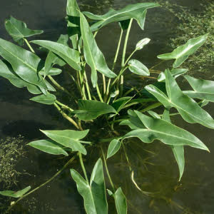 Water Aronskelk of Peltandra virginica