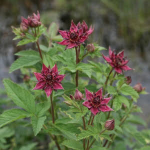 Wateraardbei of Potentilla palustris
