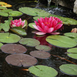 Waterlelie Attraction