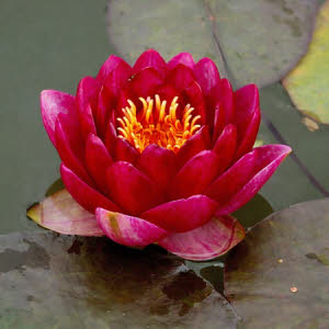 Waterlelie Red Beauty