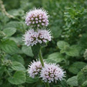 Watermunt of Mentha aquatica