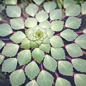 Waternoot of Trapa natans