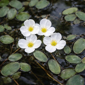 Waterweegbree of Alisma plantago Aquatica