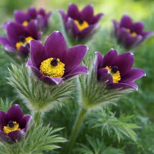 Wildemanskruid of Pulsatilla vulgaris