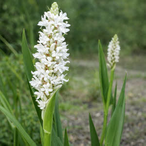 Wit Snoekkruid of Pontederia cordata Alba