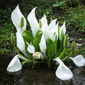 Witte Russische aronskelk of Lysichiton camtschatcensis