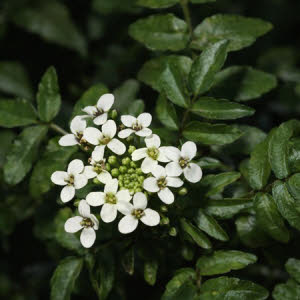 Witte waterkers of Nasturtium officinale
