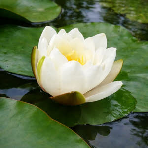 Witte waterlelie of Nymphaea