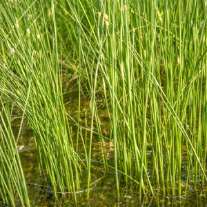 Zebra mattenbies of Scirpus teabernimont zebrines