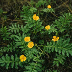 Zilverschoon