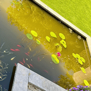 Groene vijver in het voorjaar