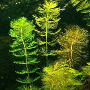 Zuurstofplanten vijver