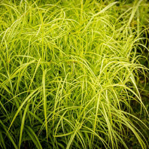 Palmbladzegge of Carex muskingumensis