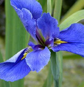 amerikaanse-lis-iris-versic