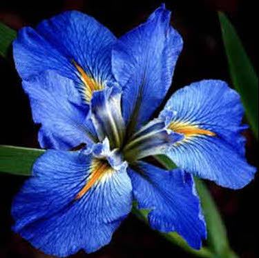 Blauwe Lousiana lis