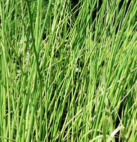 Bonte mattenbies of Scirpus lacustris albescens