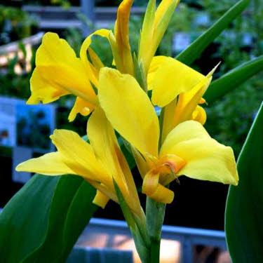 Gele Canna