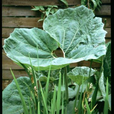 Groot Hoefblad of Petasites hebrydes