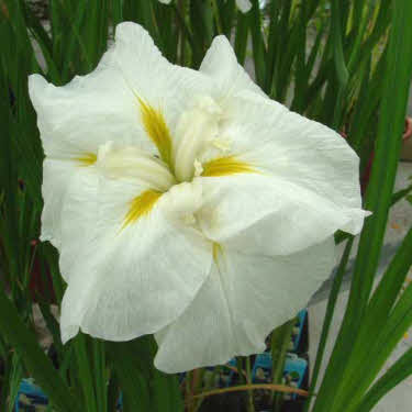 japanse iris wit_20210117152812