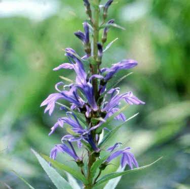 Lobelia Blauw