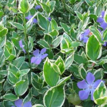 maagdenpalm bont_20210117165620