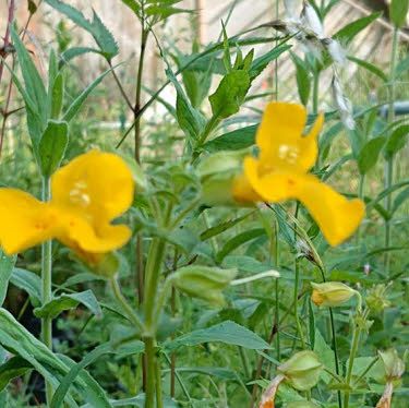 Gele Maskerbloem of Mimulus luteus