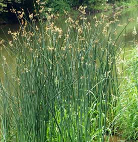 Mattenbies of Scirpus lacustris