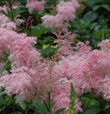 Kies gewenste kleur: Moeras Spirea Rood