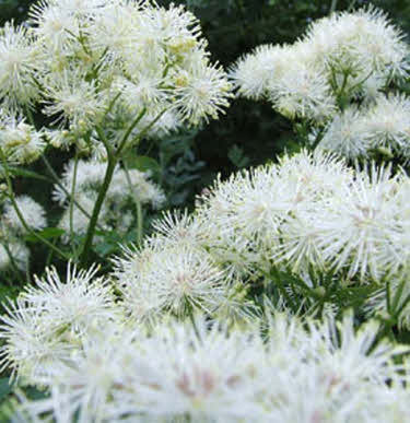 moeras-spirea_20200302135341