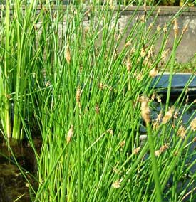 Naaldwaterbies of Eleocharis palustris
