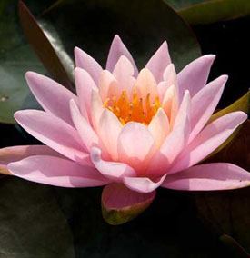 Waterlelie Firecrest