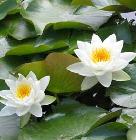 Waterlelie Gladstonia