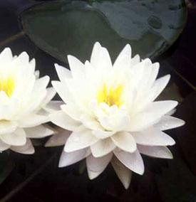 Waterlelie Mme Gonnere