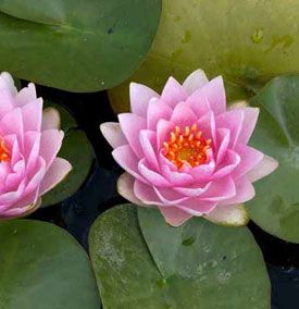 Waterlelie Mme Wilfron Gonnere