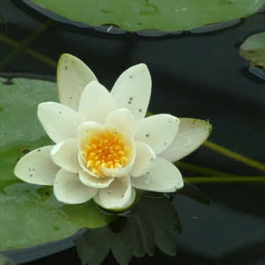 waterlelie pygmaea alba