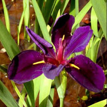 Kies gewenste kleur: Donkerpaarse lis