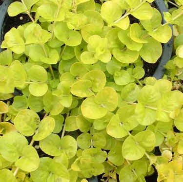 penningkruid-goud_20210122155736