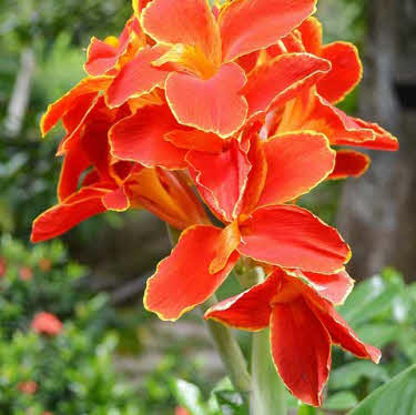 rode-canna