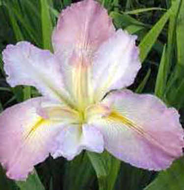 roze-lis-iris-louisiana-pink_20200302131921