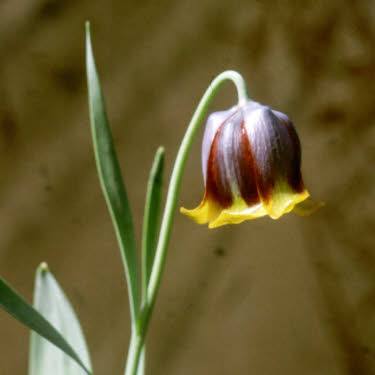 Variant: Russische Kievitsbloem
