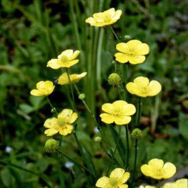 Grote Waterboterbloem of Ranunculus lingua grandiflora