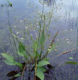 waterweegbree-alisma-planta