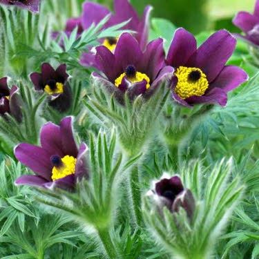 Wildemanskruid of Pulsatilla vulgaris