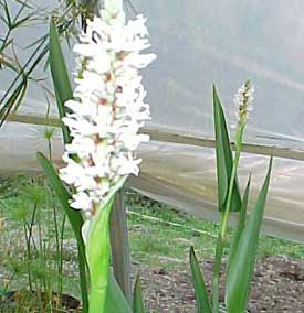 Wit Snoekkruid-Pontederia cordata Alba