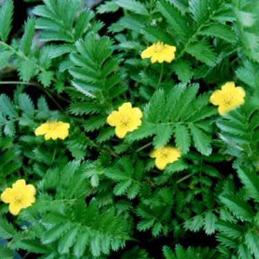 Zilverschoon of Potentilla anserina