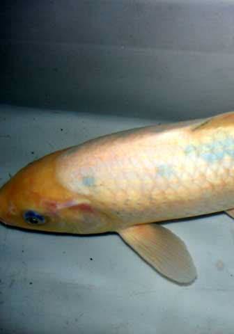 Ziekten en parasieten bij vissen