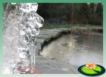 Vijver onderhoud najaar en winter